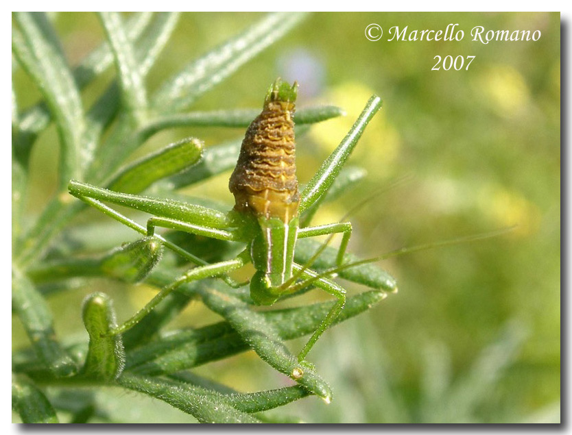 Subadulti di Ortotteri Phaneropteridae parassitati